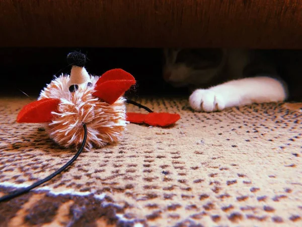 Φλάφι λευκό και γκρι γάτα κυνηγάει ένα ποντίκι παιχνίδι, κρυφοκοιτάζοντας έξω από κάτω από τον καναπέ, αστεία και παιχνιδιάρικα κατοικίδια ζώα — Φωτογραφία Αρχείου