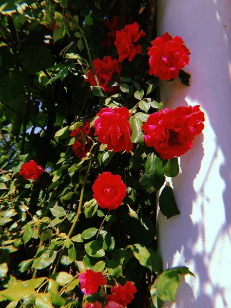 Rosas de escalada vermelha no fundo branco, jardim no verão, jardim e horta — Fotografia de Stock
