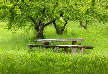 Güzel bir günde, baharda bir botanik bahçesinde, bir ahşap masa ve banklar. Doğada sakin ve tenha bir dinlenme yeri.
