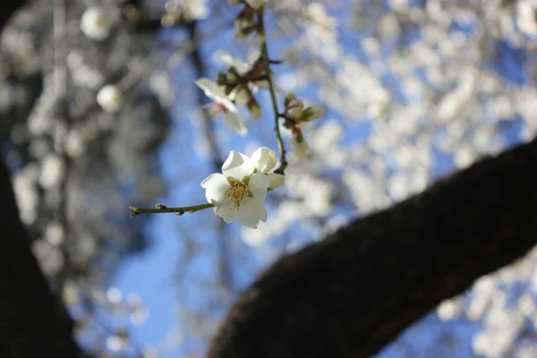 Bloeiende abrikozenboom met witte bloemen tegen een blauwe lucht op een mooie lentedag, botanische tuin — Stockfoto