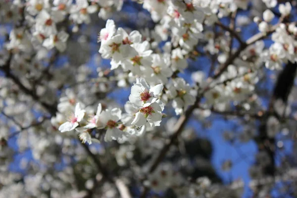 화창 한 봄날, 식물원에서 하얀 꽃들이 푸른 하늘을 배경으로 피는 살구 나무 — 스톡 사진