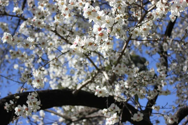 화창 한 봄날, 식물원에서 하얀 꽃들이 푸른 하늘을 배경으로 피는 살구 나무 — 스톡 사진