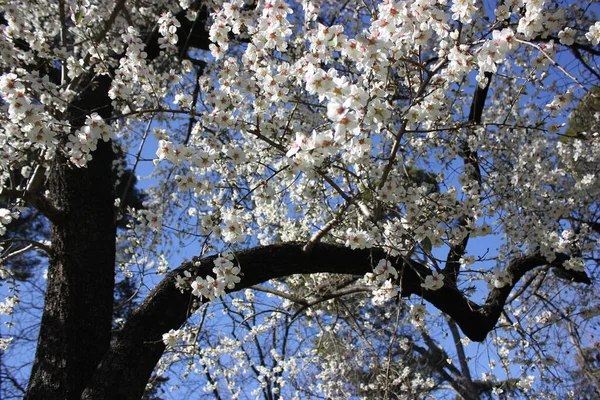 Kwitnące drzewo morelowe z białymi kwiatami na tle błękitnego nieba w piękny wiosenny dzień, ogród botaniczny — Zdjęcie stockowe
