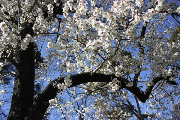 Árbol de albaricoque con flores blancas contra un cielo azul en un bonito día de primavera, jardín botánico —  Fotos de Stock