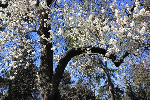 Blühender Aprikosenbaum mit weißen Blüten vor blauem Himmel an einem schönen Frühlingstag, botanischer Garten — Stockfoto