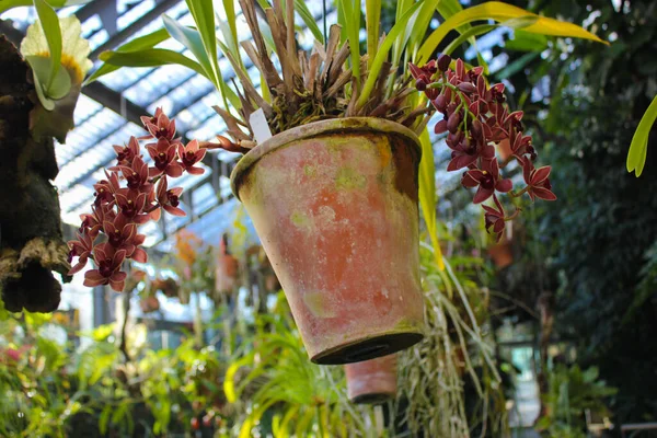 Belle orchidée fleurie rouge vin décoratif dans un pot en argile suspendu au plafond dans une serre, plantes exotiques pièce — Photo