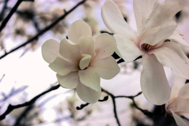 Güzel, beyaz ve kremsi manolya çiçekleri yakın plan, büyük, pürüzsüz taç yaprakları olan hoş, narin bir bahar çiçeği. Mayıs ayında Botanik Bahçesi. 