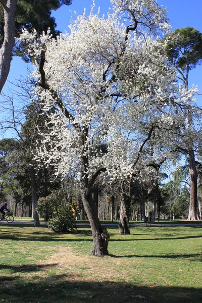 Árvore de damasco florido com flores brancas contra o céu azul em um belo dia de primavera — Fotografia de Stock