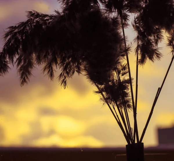 Pampas γρασίδι, Cortaderia selloana, στο εσωτερικό με φόντο το ηλιοβασίλεμα — Φωτογραφία Αρχείου