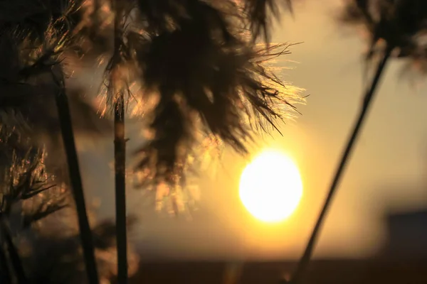 Pampas grass, Cortaderia selloana, στο εσωτερικό ενάντια στο ηλιοβασίλεμα — Φωτογραφία Αρχείου