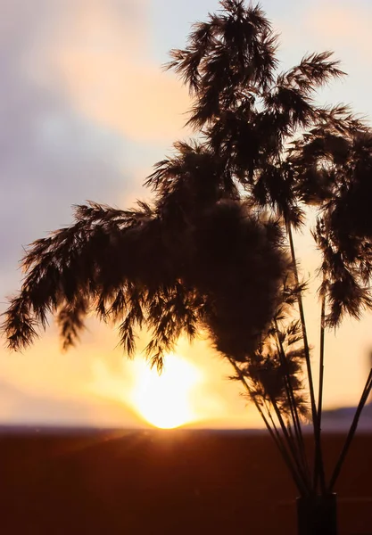 Pampas grass, Cortaderia selloana, στο εσωτερικό ενάντια στο ηλιοβασίλεμα — Φωτογραφία Αρχείου