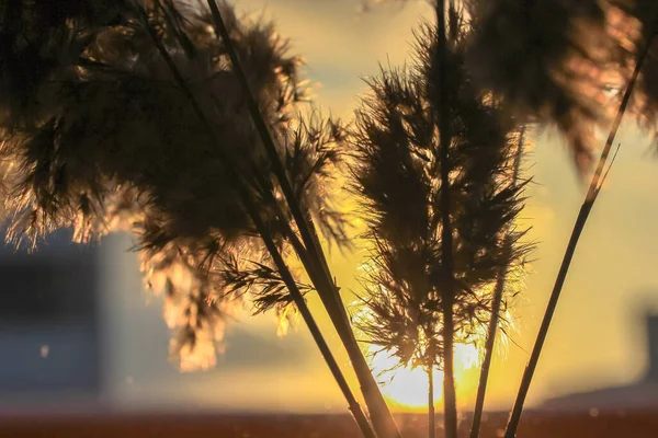 Pampas grass, Cortaderia selloana, στο εσωτερικό με φόντο το γαλάζιο — Φωτογραφία Αρχείου