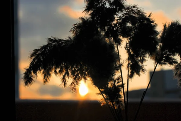 Pampas grass, Cortaderia selloana, στο εσωτερικό ενάντια στο ηλιοβασίλεμα — Φωτογραφία Αρχείου