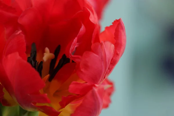 Güzel pembe şakayıklı bir lale. Bahar çiçekleri. Sevgililer Günü için bir hediye, 8 Mart ya da Anneler Günü — Stok fotoğraf