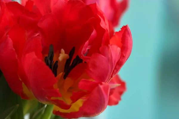 Güzel pembe şakayıklı bir lale. Bahar çiçekleri. Sevgililer Günü için bir hediye, 8 Mart ya da Anneler Günü — Stok fotoğraf