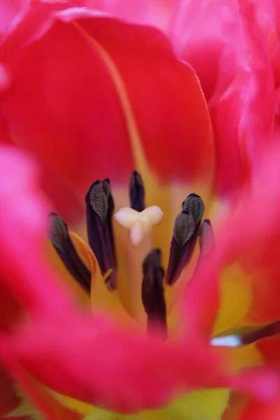 Eine wunderschöne rosa Tulpe aus nächster Nähe. Frühlingsblumen. Ein Geschenk zum Valentinstag, 8. März oder Muttertag — Stockfoto