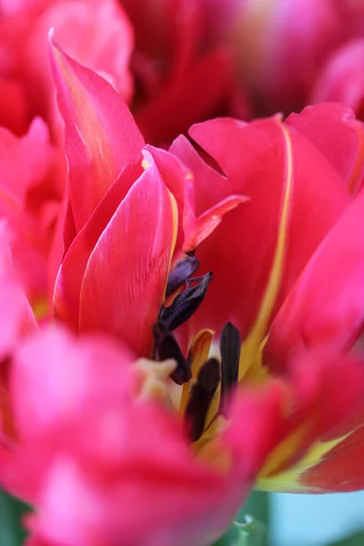 Güzel pembe şakayıklı bir lale. Bahar çiçekleri. Sevgililer Günü için bir hediye, 8 Mart ya da Anneler Günü — Stok fotoğraf