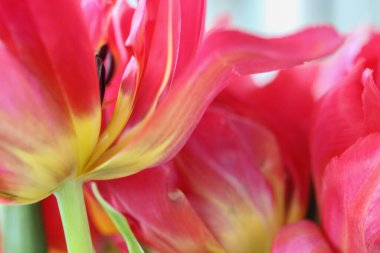 Güzel bir buket pembe lale. Sevgililer Günü için bir hediye, 8 Mart ya da Anneler Günü