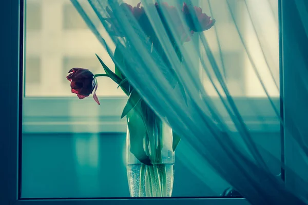 Boeket rode tulpen in een transparante vaas op een vensterbank, witte tule in focus. Een cadeau voor Valentijnsdag, 8 maart of Moederdag — Stockfoto