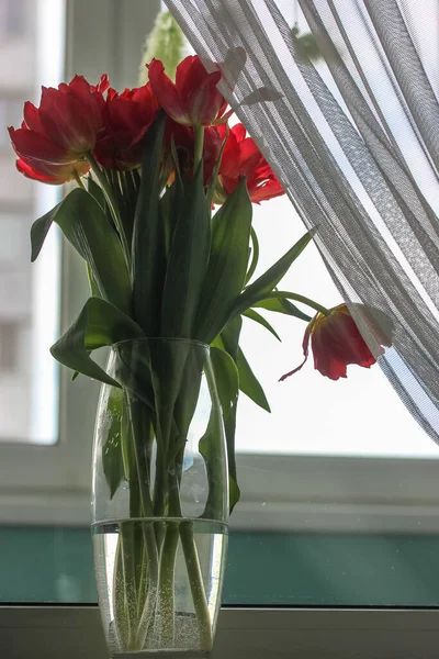 Bouquet of red tulips in a transparent vase on a windowsill, white tulle in focus. A gift for Valentines Day, March 8 or Mothers Day — Stock Photo, Image