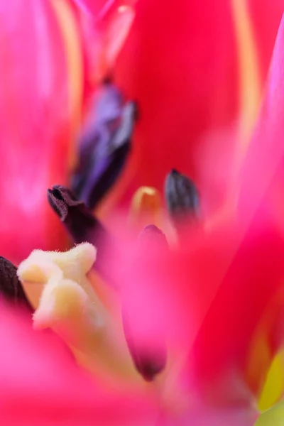 Een prachtige roze pioenroos tulp close-up. Voorjaarsbloemen. Een cadeau voor Valentijnsdag, 8 maart of Moederdag — Stockfoto