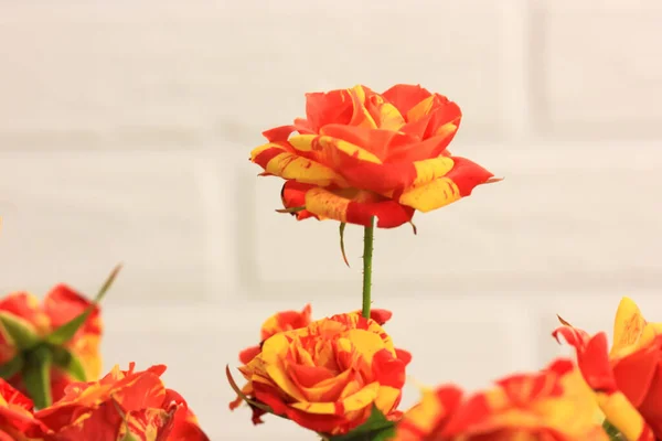 Rosa bicolor amarelo e vermelho em um buquê festivo contra uma parede de tijolo branco. Um presente para o aniversário, Dia dos Namorados, 8 de março, Dia das Mães — Fotografia de Stock