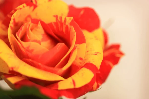 Rose bicolor yellow and red in a festive bouquet against a white brick wall. A gift for birthday, Valentines Day, March 8, Mothers Day — Stock Photo, Image