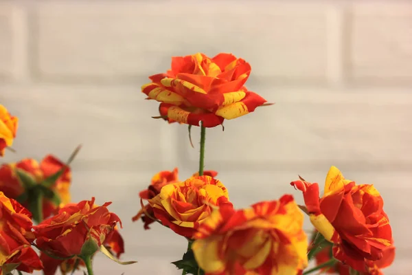 Rosa bicolor amarelo e vermelho em um buquê festivo contra uma parede de tijolo branco. Um presente para o aniversário, Dia dos Namorados, 8 de março, Dia das Mães — Fotografia de Stock