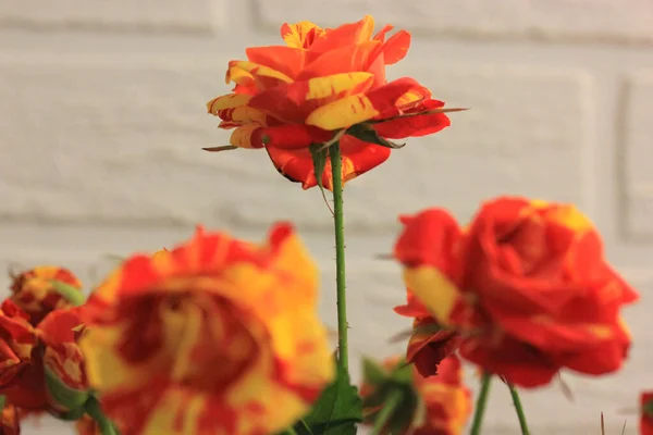 Rosa bicolor amarelo e vermelho em um buquê festivo contra uma parede de tijolo branco. Um presente para o aniversário, Dia dos Namorados, 8 de março, Dia das Mães — Fotografia de Stock