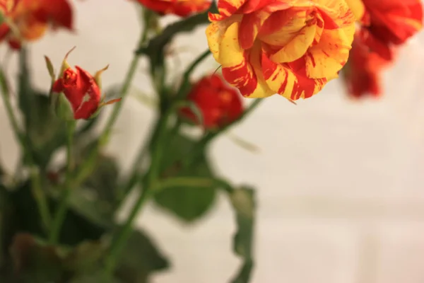 Kytice krásných malých růží ve dvou barvách žlutého a červeného tónu na bílém pozadí. Dárek k narozeninám, Valentýn, 8. března, Den matek — Stock fotografie