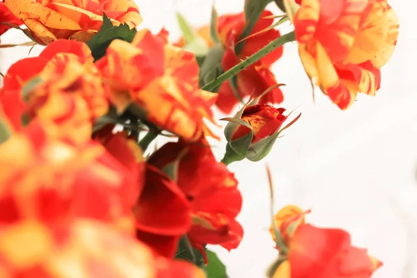 Kytice krásných malých růží ve dvou barvách žlutého a červeného tónu na bílém pozadí. Dárek k narozeninám, Valentýn, 8. března, Den matek — Stock fotografie