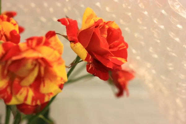 Un bouquet de belles petites roses en deux couleurs de ton jaune et rouge sur fond blanc. Un cadeau pour anniversaire, Saint Valentin, 8 mars, Fête des Mères — Photo