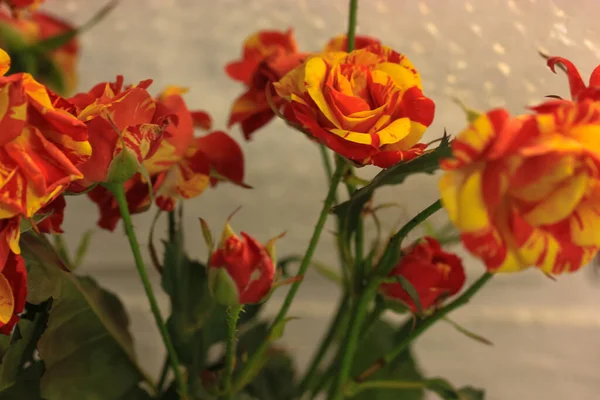 Un bouquet de belles petites roses en deux couleurs de ton jaune et rouge sur fond blanc. Un cadeau pour anniversaire, Saint Valentin, 8 mars, Fête des Mères — Photo