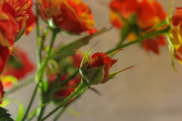 Um botão de rosa vermelho por abrir. Um buquê de belas rosas pequenas amarelas e vermelhas em um fundo branco, lugar para texto. Flores de primavera — Fotografia de Stock