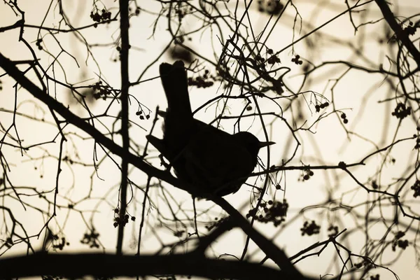 Silhouette of a black bird singing perched on the thin branches of a bare red berry tree in winter, sepia background. Wildlife and the birds of our planet.