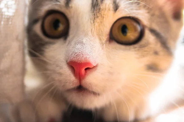 Krásná Nadýchaná Pruhovaná Kočka Velkýma Žlutýma Očima Portrét Mladé Kočky — Stock fotografie