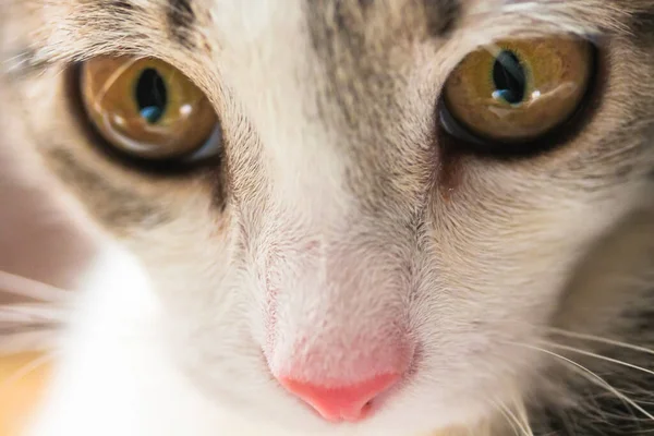 Překvapená Kočka Krásnými Chlupatými Pruhy Velkýma Žlutýma Očima Shlížejícími Dolů — Stock fotografie