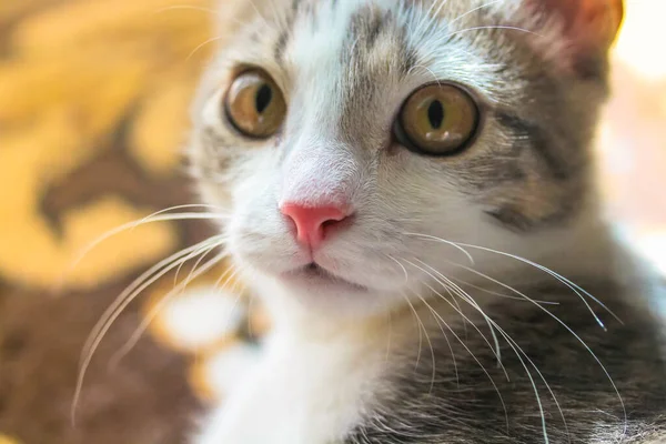 Beautiful Fluffy Striped Surprised Cat Big Yellow Eyes Portrait Young — Stock Photo, Image