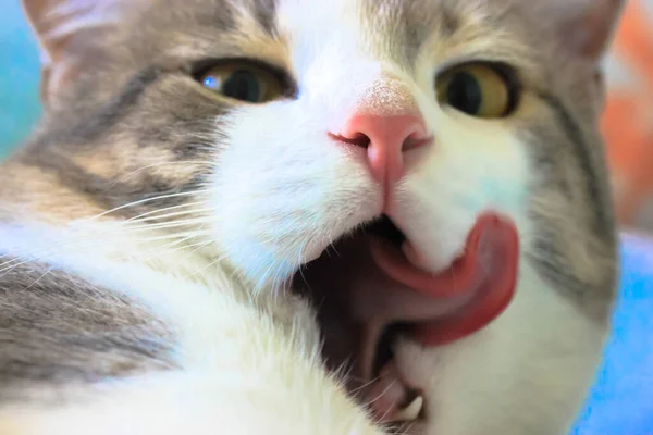 Gato Esponjoso Rayado Lame Boca Con Una Larga Lengua Rosa —  Fotos de Stock