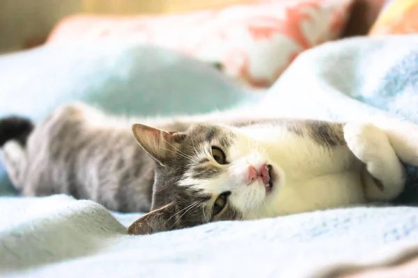Chlupatá Pruhovaná Kočka Růžovým Nosem Olizuje Jazykem Ústa Uvolněná Kočka — Stock fotografie