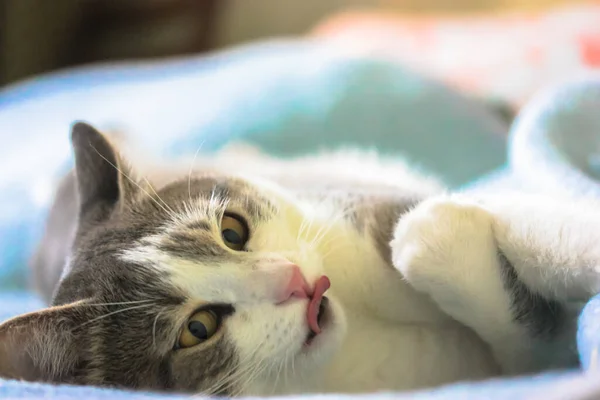 Kucing Berbulu Bergaris Garis Dengan Hidung Merah Muda Menjilat Mulut — Stok Foto