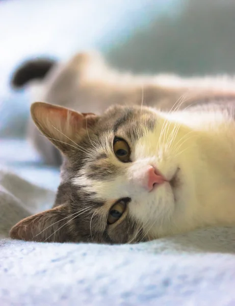 Gato Fofo Listrado Com Nariz Rosa Está Deitado Relaxado Costas — Fotografia de Stock