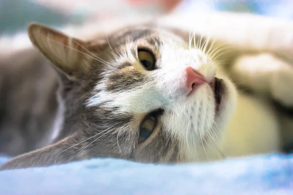 Puszysty Paski Kot Różowym Nosem Leży Zrelaksowany Plecach Kanapie Niebieskim — Zdjęcie stockowe