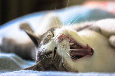 Yumuşak, çizgili, pembe burunlu ve açık ağızlı kedi kanepede sırt üstü uzanıyor ve esniyor, mavi yatak örtüsü arka planı. Kameraya bakıyorum..