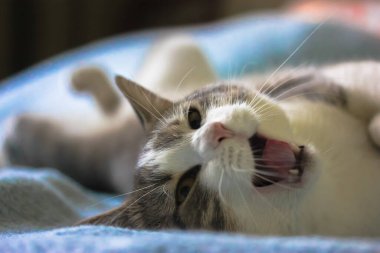 Yumuşak, çizgili, pembe burunlu ve açık ağızlı kedi kanepede sırt üstü uzanıyor ve esniyor, mavi yatak örtüsü arka planı. Kameraya bakıyorum..