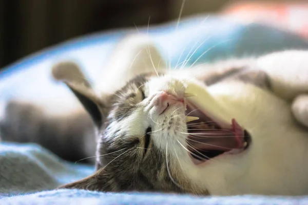 Yumuşak Çizgili Pembe Burunlu Açık Ağızlı Kedi Kanepede Sırt Üstü — Stok fotoğraf