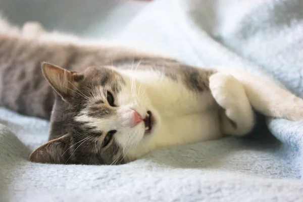 Die Flauschige Gestreifte Katze Mit Pinkfarbener Nase Und Offenem Mund — Stockfoto