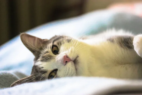 Pembe Burunlu Tüylü Çizgili Kedi Koltukta Sırt Üstü Uzanıyor Mavi — Stok fotoğraf