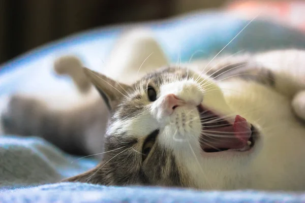 Yumuşak Çizgili Pembe Burunlu Açık Ağızlı Kedi Kanepede Sırt Üstü — Stok fotoğraf