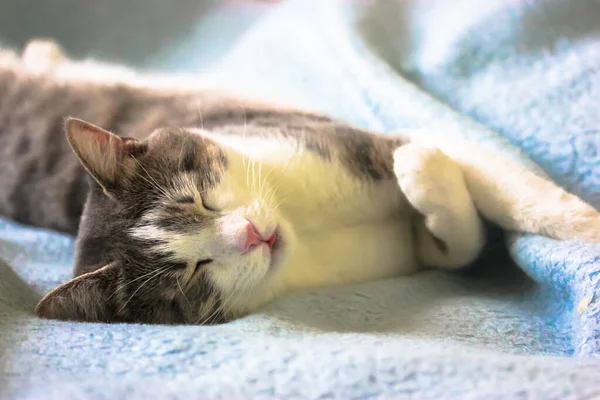 Gato Mullido Rayado Con Nariz Rosada Está Durmiendo Relajado Sofá —  Fotos de Stock